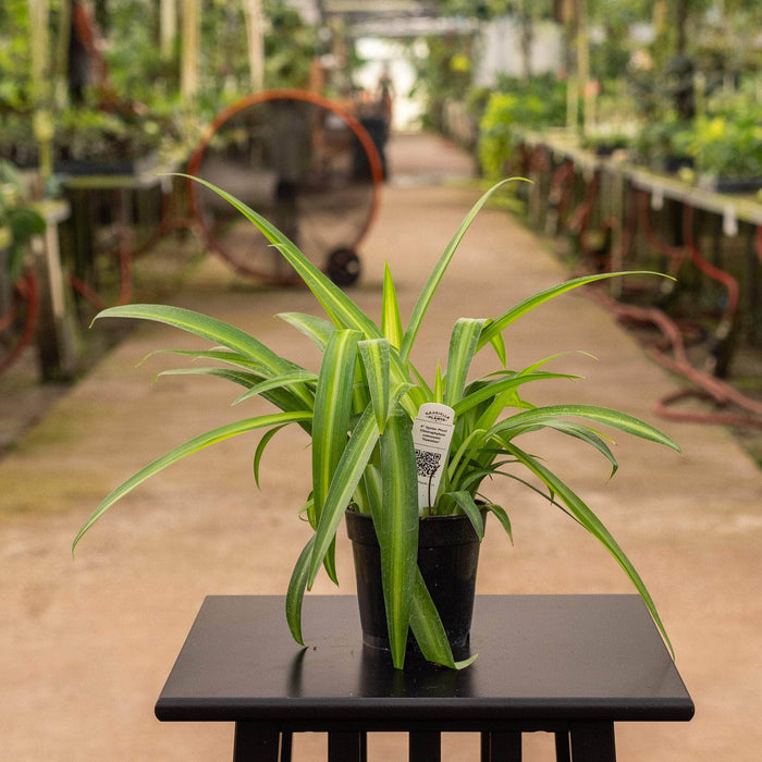 Gabriella Plants Other 'Hawaiian' / 4" Spider Plant Chlorophytum comosum