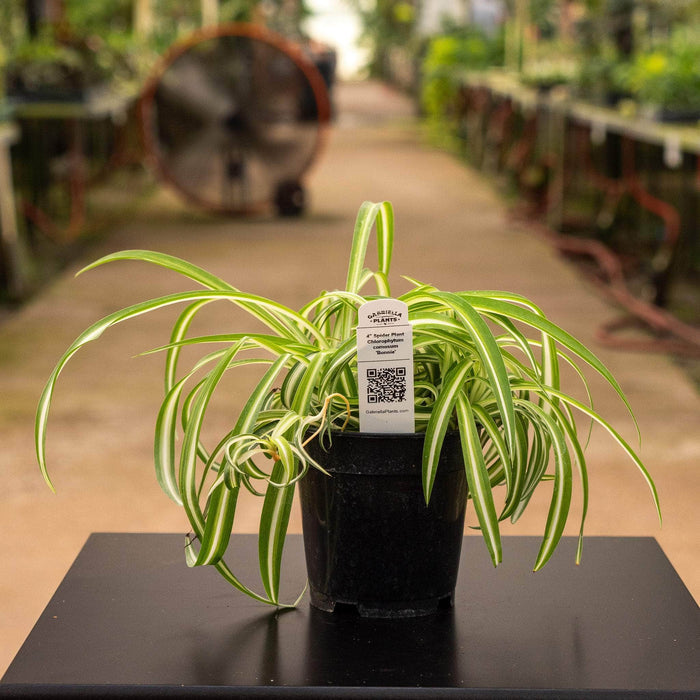 Gabriella Plants Other 'Bonnie' / 4" Spider Plant Chlorophytum comosum