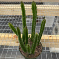 Gabriella Plants 4" Stapelia grandiflora