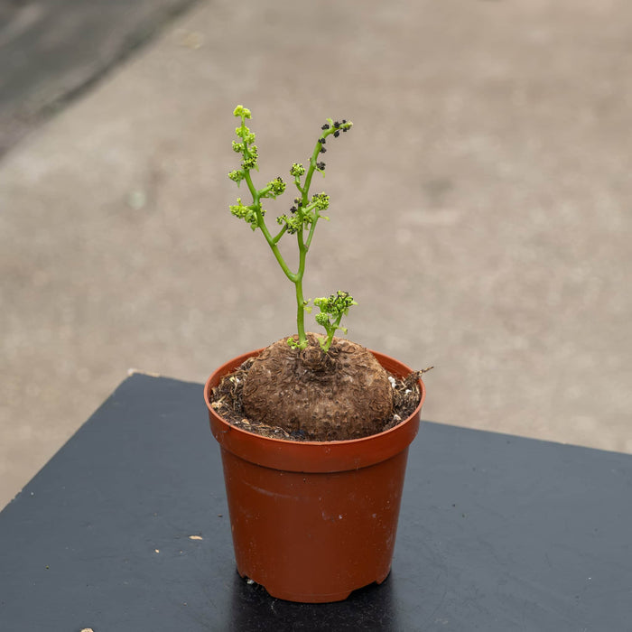 Gabriella Plants Succulent/Cactus 4" Stephania erecta