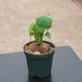 Gabriella Plants Succulent/Cactus 4" Stephania erecta
