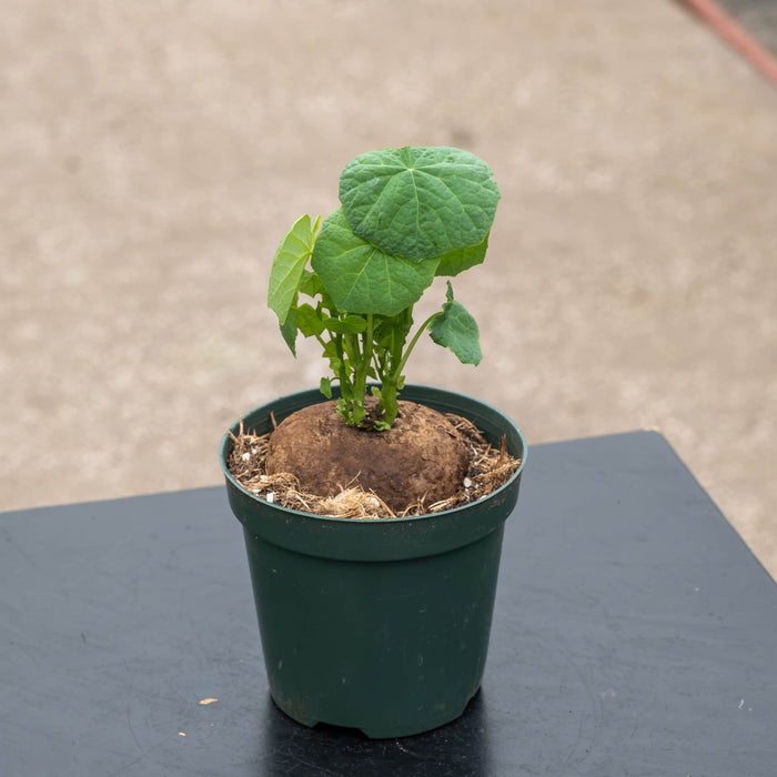 Gabriella Plants Succulent/Cactus 4" Stephania erecta