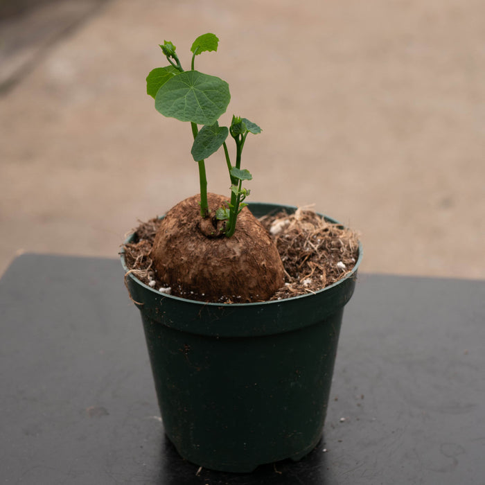 Gabriella Plants Succulent/Cactus 4" Stephania erecta