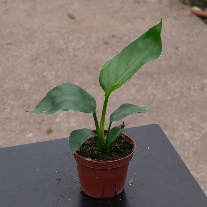 Gabriella Plants Other 4 Strelitzia nicolai "White Bird of Paradise"