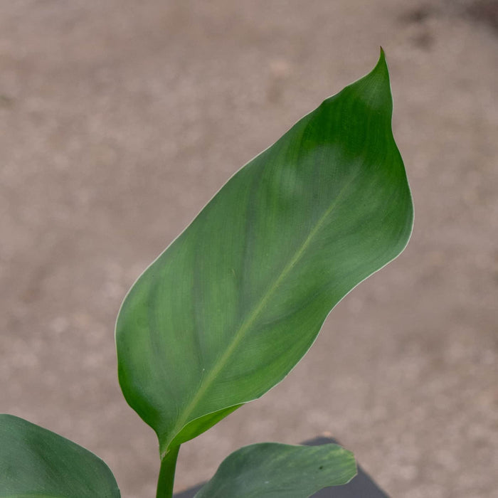 Gabriella Plants Other 4 Strelitzia nicolai "White Bird of Paradise"