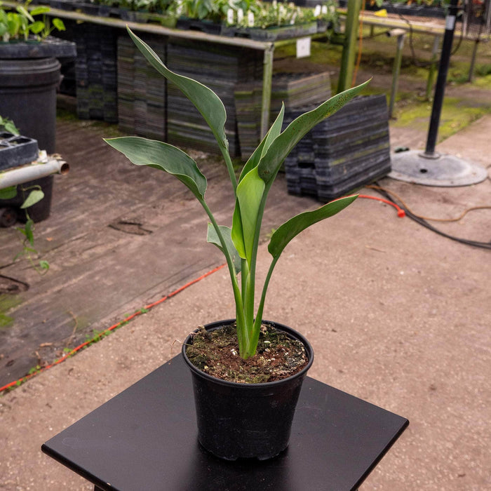 Gabriella Plants Indoor & Outdoor Plants 6" Strelitzia reginae 'Mandela's Gold'
