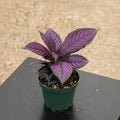Gabriella Plants All 4" Strobilanthes dyeriana 'Persian Shield'