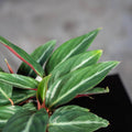 Gabriella Plants Calathea 4" Stromanthe sanguinea