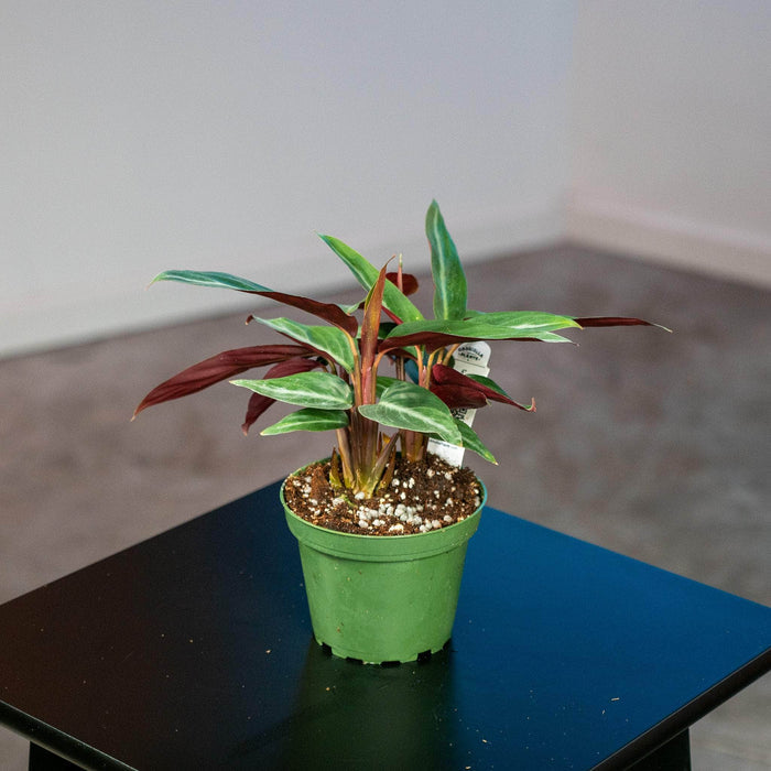 Gabriella Plants Calathea 4" Stromanthe sanguinea
