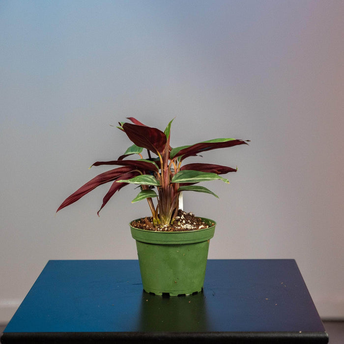 Gabriella Plants Calathea 4" Stromanthe sanguinea