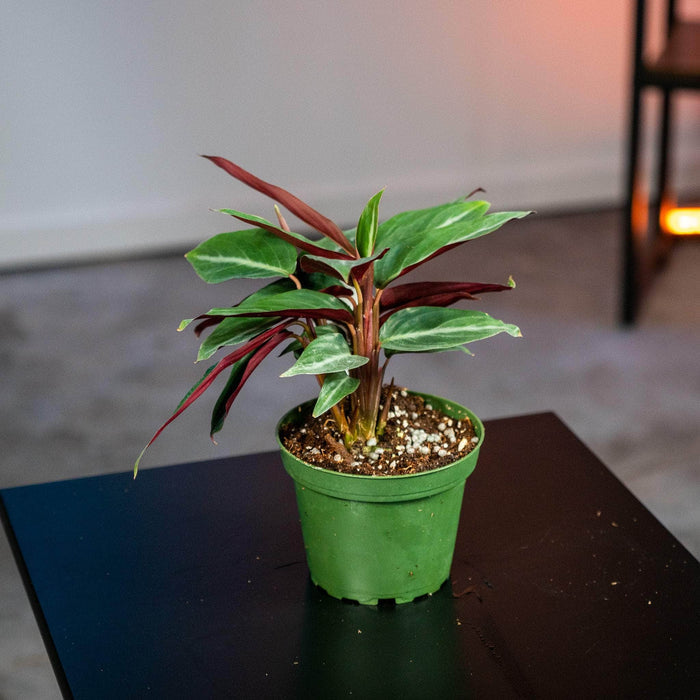 Gabriella Plants Calathea 4" Stromanthe sanguinea