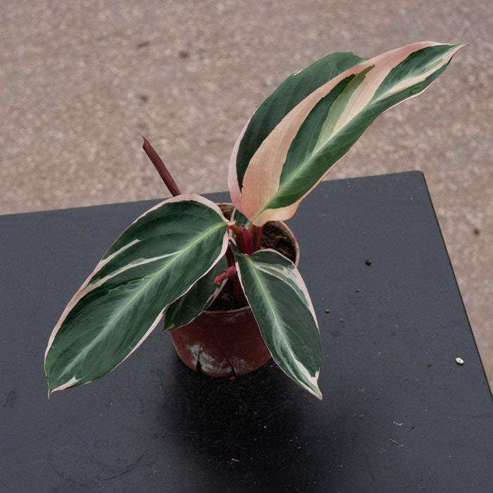Gabriella Plants Other 4 Stromanthe thalia 'Triostar'