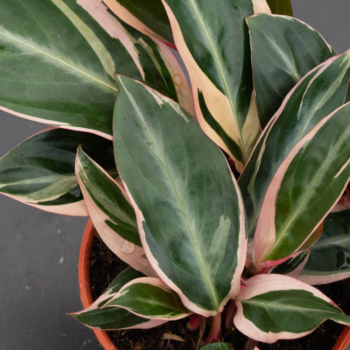 Gabriella Plants Other 4 Stromanthe thalia 'Triostar'