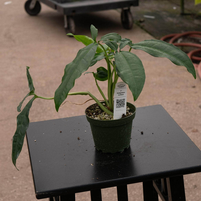 Gabriella Plants Syngonium 4" Syngonium auritum