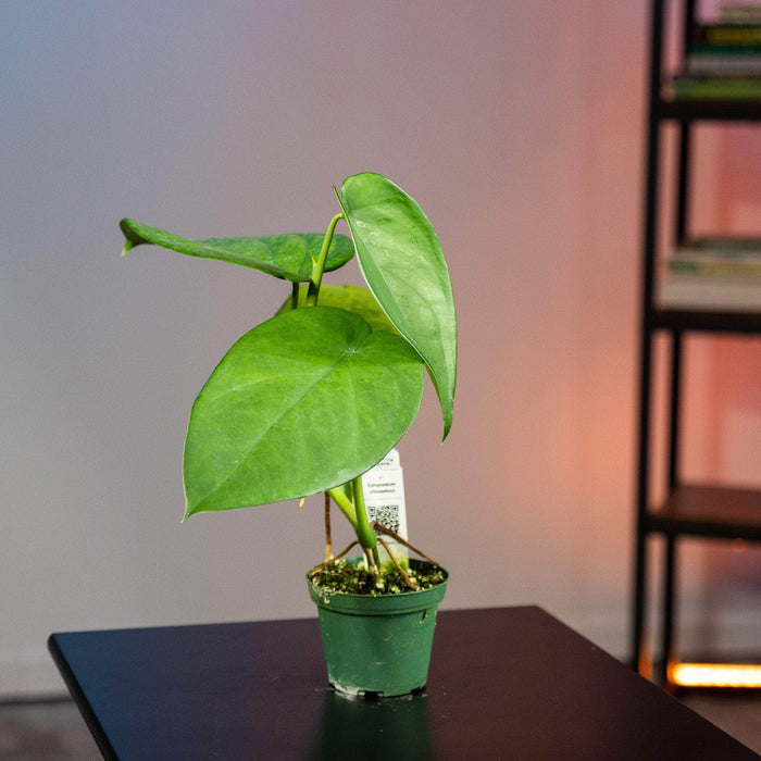 Gabriella Plants Syngonium 3" Syngonium chiapense