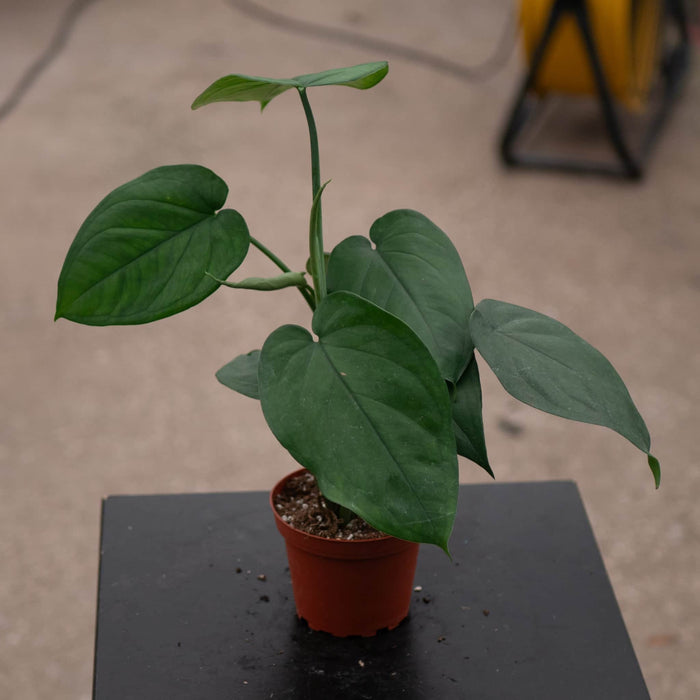 Gabriella Plants Syngonium Syngonium chiapense