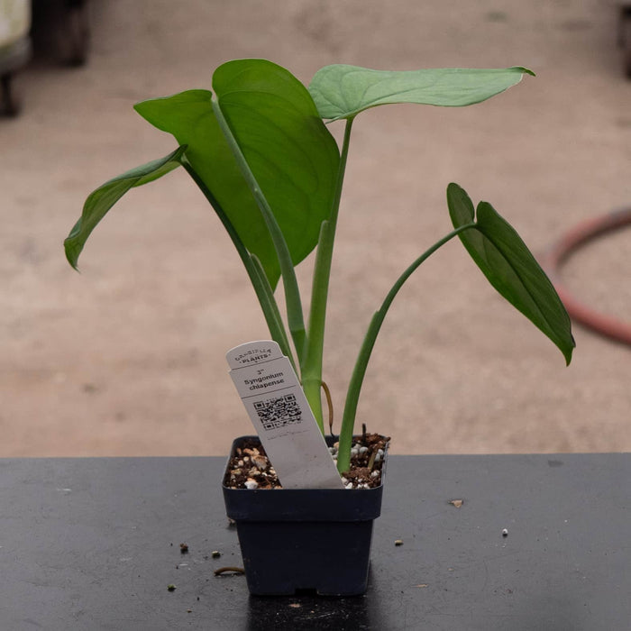 Gabriella Plants Syngonium 4” Syngonium chiapense