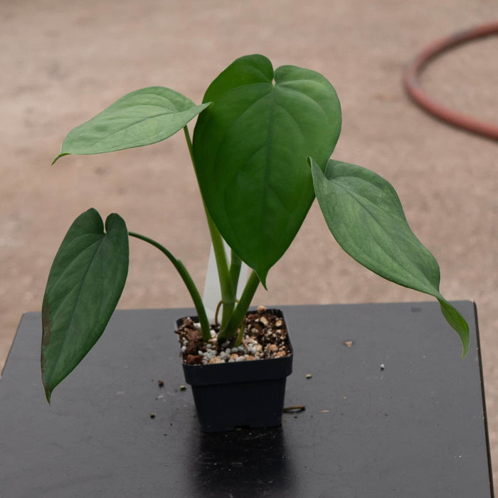 Gabriella Plants Syngonium Syngonium chiapense