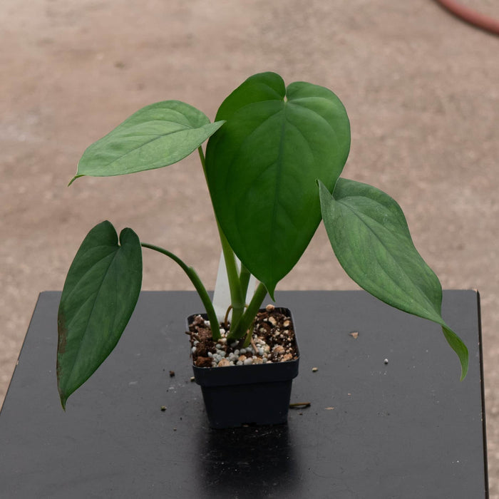 Gabriella Plants Syngonium Syngonium chiapense