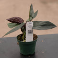 Gabriella Plants Syngonium 3" Syngonium erythrophyllum "Llano-Carti Road"