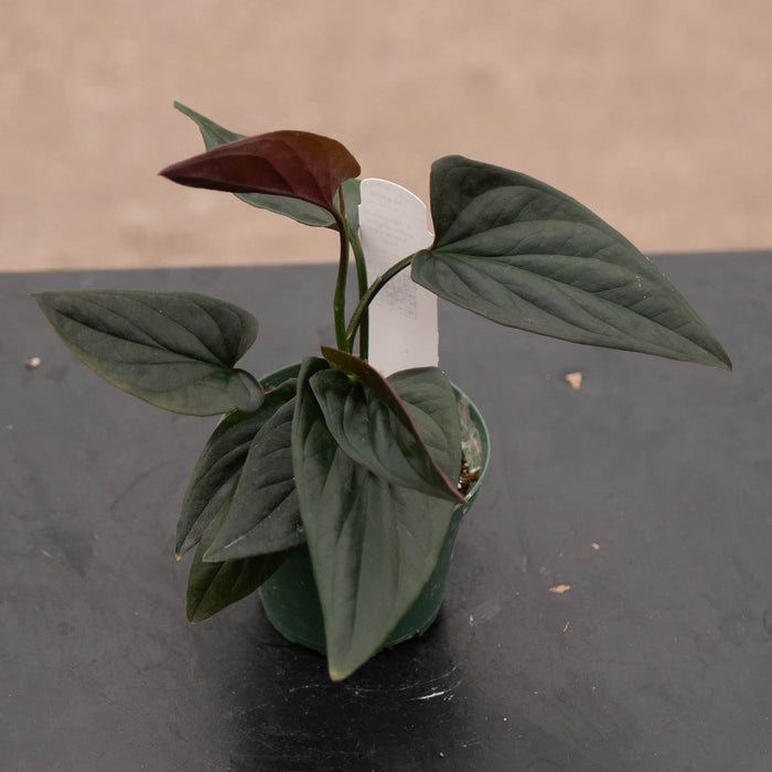 Gabriella Plants Syngonium Syngonium erythrophyllum "Llano-Carti Road"