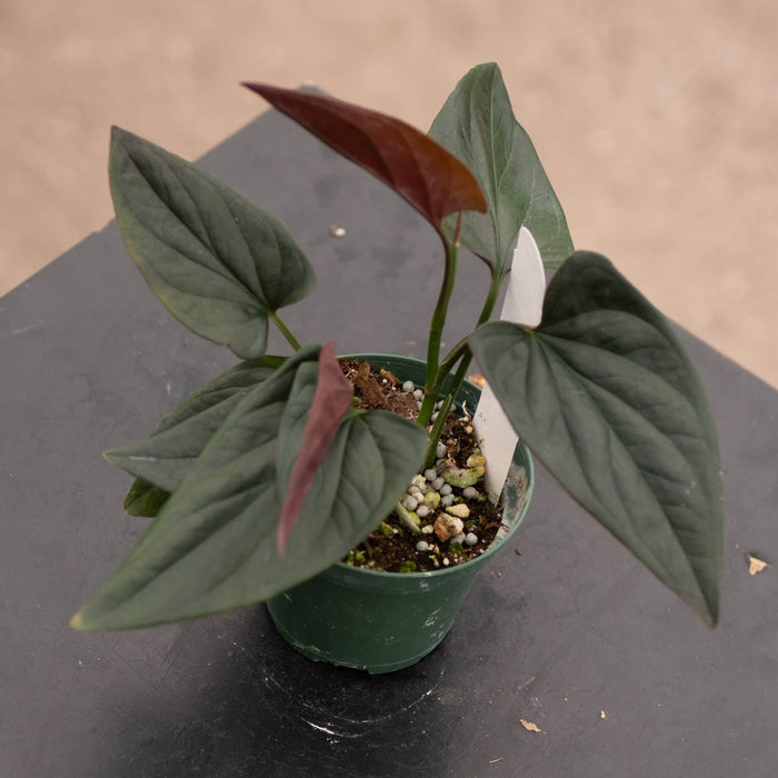 Gabriella Plants Syngonium Syngonium erythrophyllum "Llano-Carti Road"