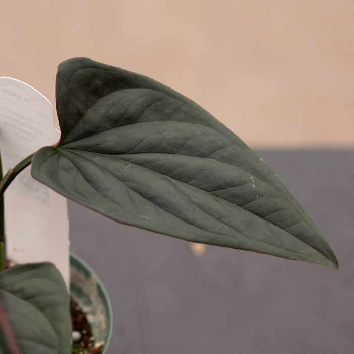 Gabriella Plants Syngonium Syngonium erythrophyllum "Llano-Carti Road"