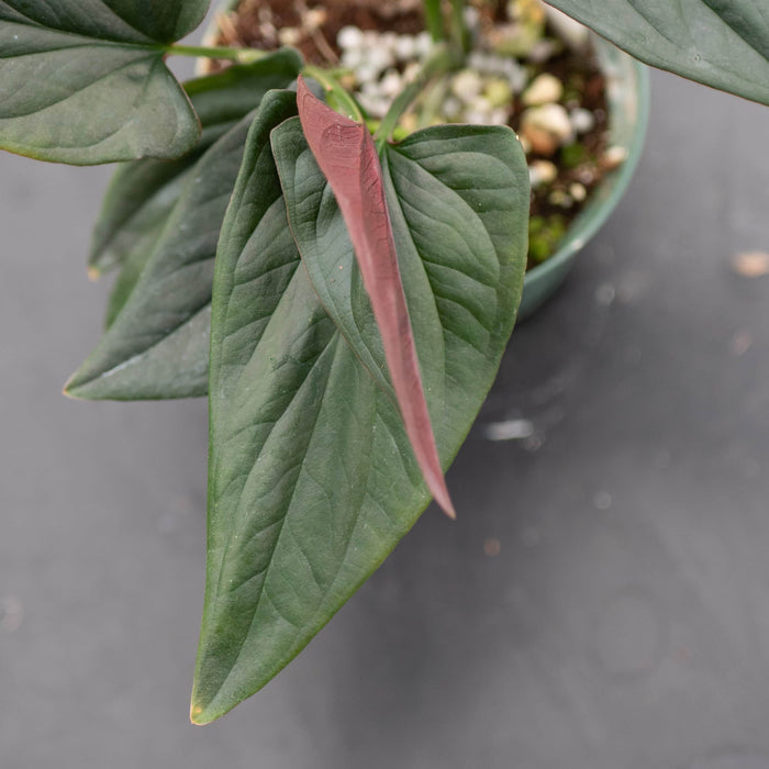 Gabriella Plants Syngonium Syngonium erythrophyllum "Llano-Carti Road"