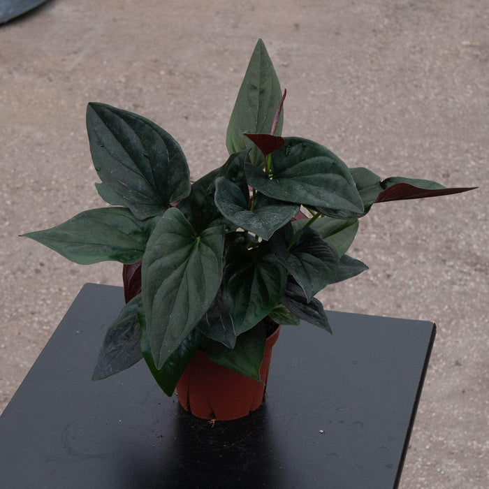 Gabriella Plants Syngonium Syngonium erythrophyllum "Llano-Carti Road"