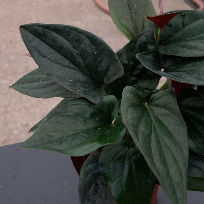 Gabriella Plants Syngonium Syngonium erythrophyllum "Llano-Carti Road"