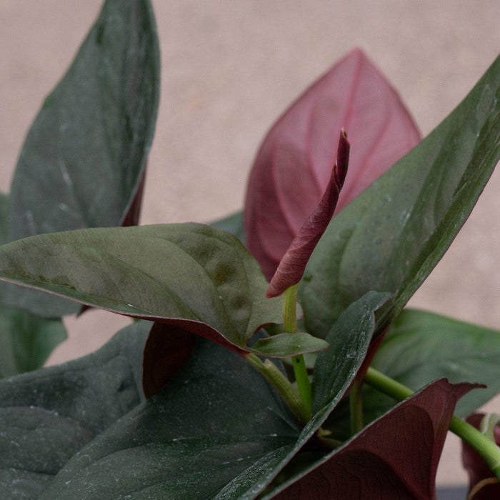 Gabriella Plants Syngonium Syngonium erythrophyllum "Llano-Carti Road"