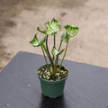 Gabriella Plants Syngonium 3" Syngonium 'Godzilla'