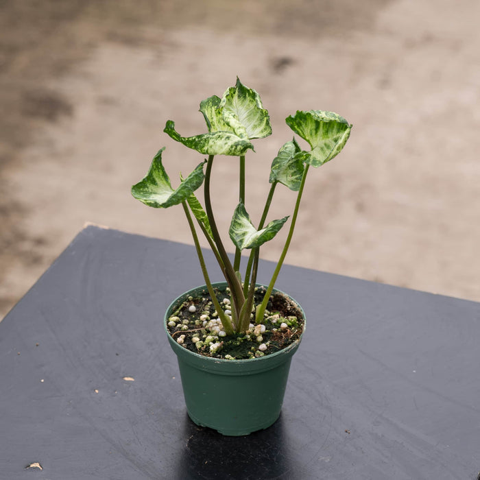 Gabriella Plants Syngonium 3" Syngonium 'Godzilla'