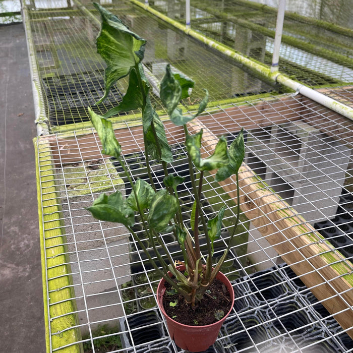 Gabriella Plants 4" Syngonium 'Godzilla'