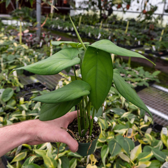 Gabriella Plants Syngonium 3" Syngonium macrophyllum
