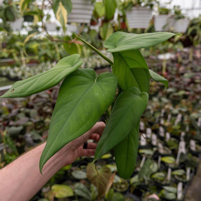 Gabriella Plants Syngonium 3" Syngonium macrophyllum