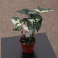 Gabriella Plants Syngonium 4" Syngonium podophyllum albo variegata