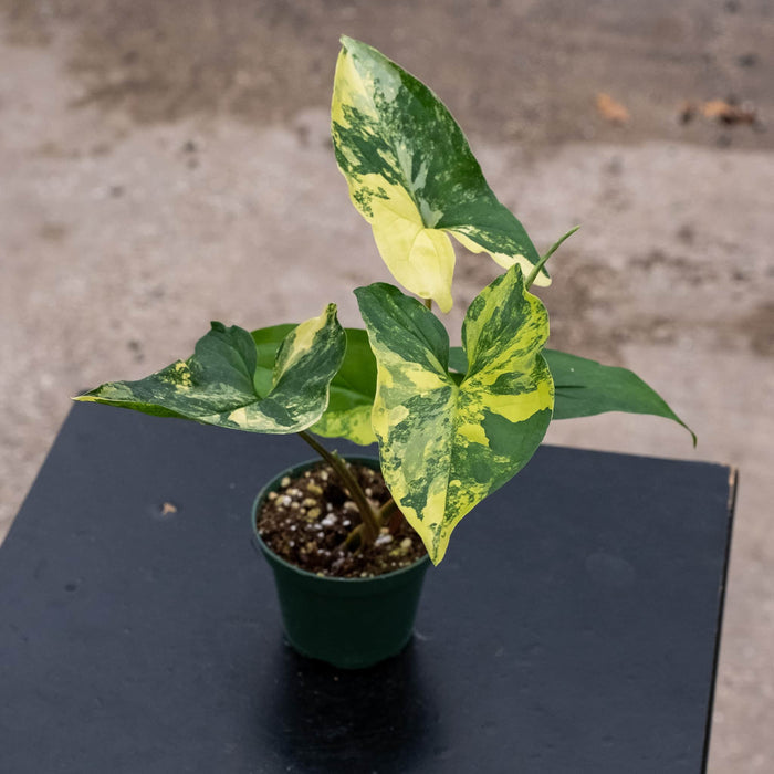 Gabriella Plants Syngonium 3" Syngonium podophyllum aurea variegata
