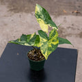 Gabriella Plants Syngonium 3" Syngonium podophyllum aurea variegata