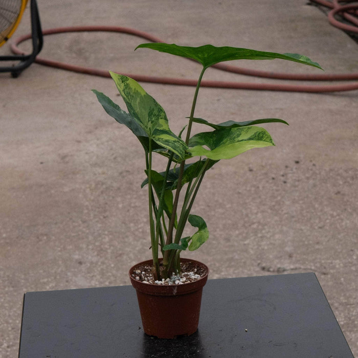 Gabriella Plants Syngonium Syngonium podophyllum aurea variegata