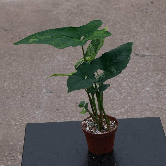 Gabriella Plants Syngonium 3" Syngonium podophyllum aurea variegata