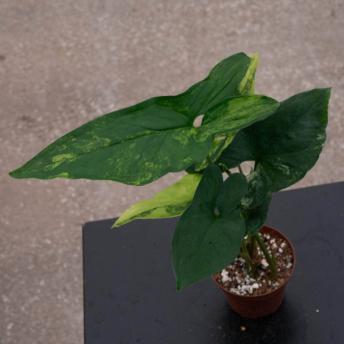 Gabriella Plants Syngonium Syngonium podophyllum aurea variegata