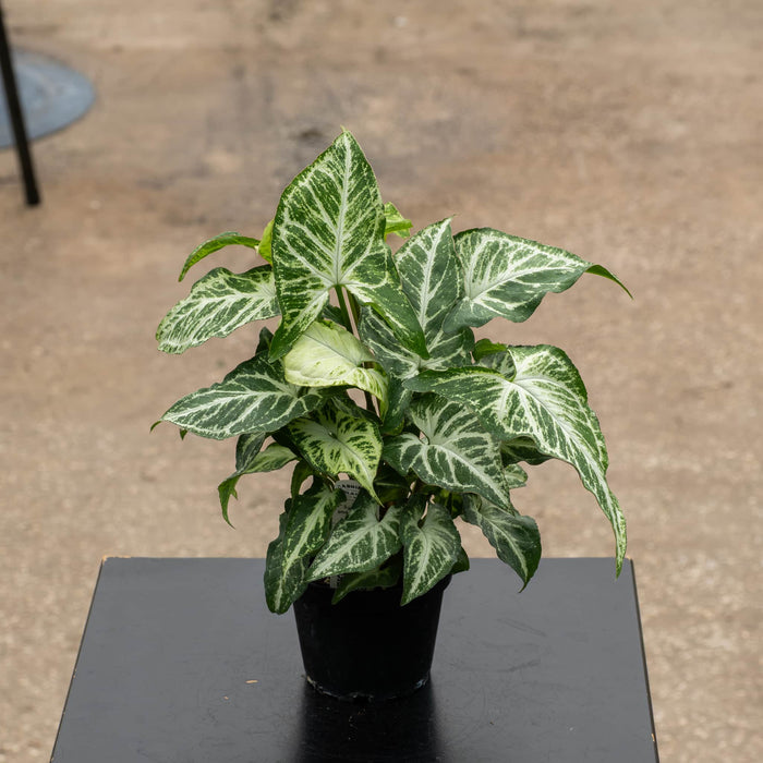 Gabriella Plants Syngonium 4" Syngonium podophyllum 'Batik'