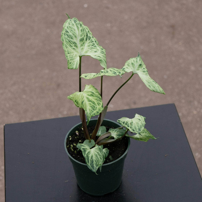 Gabriella Plants Syngonium Syngonium podophyllum 'Batik'