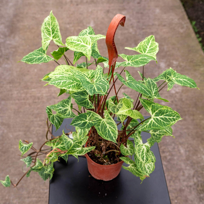 Gabriella Plants Syngonium 5" Hanging Basket Syngonium podophyllum 'Batik'