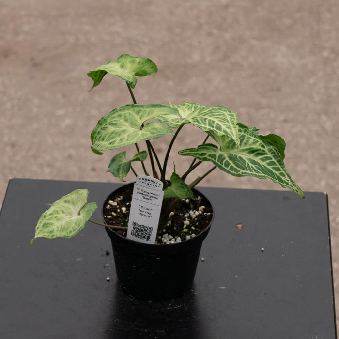 Gabriella Plants Syngonium 4" Syngonium podophyllum 'Batik'