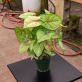 Gabriella Plants Syngonium 4" Syngonium podophyllum 'Berry Allusion'