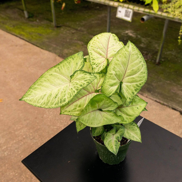 Gabriella Plants Syngonium 4" Syngonium podophyllum 'Berry Allusion'