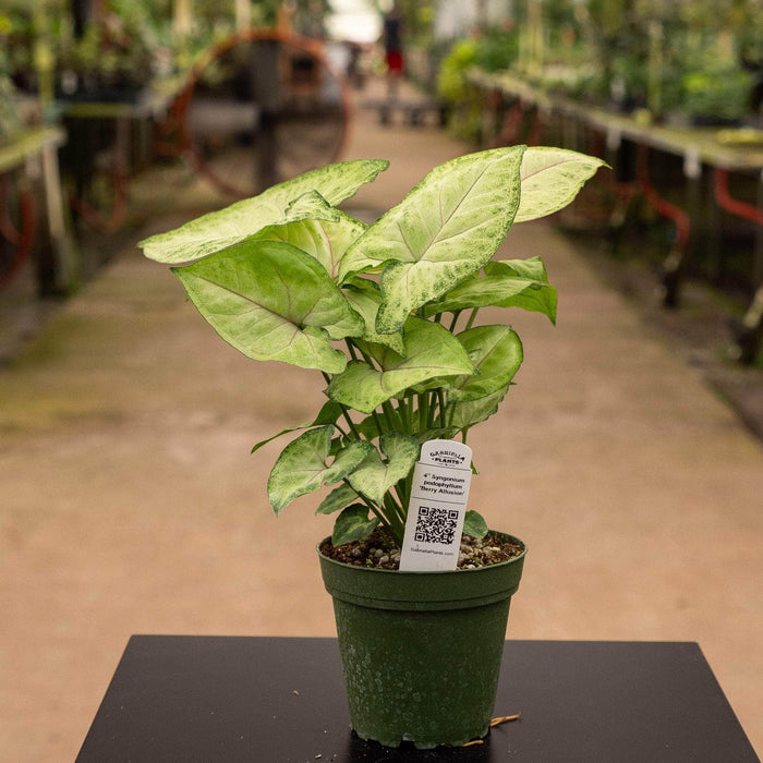 Gabriella Plants Syngonium 4" Syngonium podophyllum 'Berry Allusion'