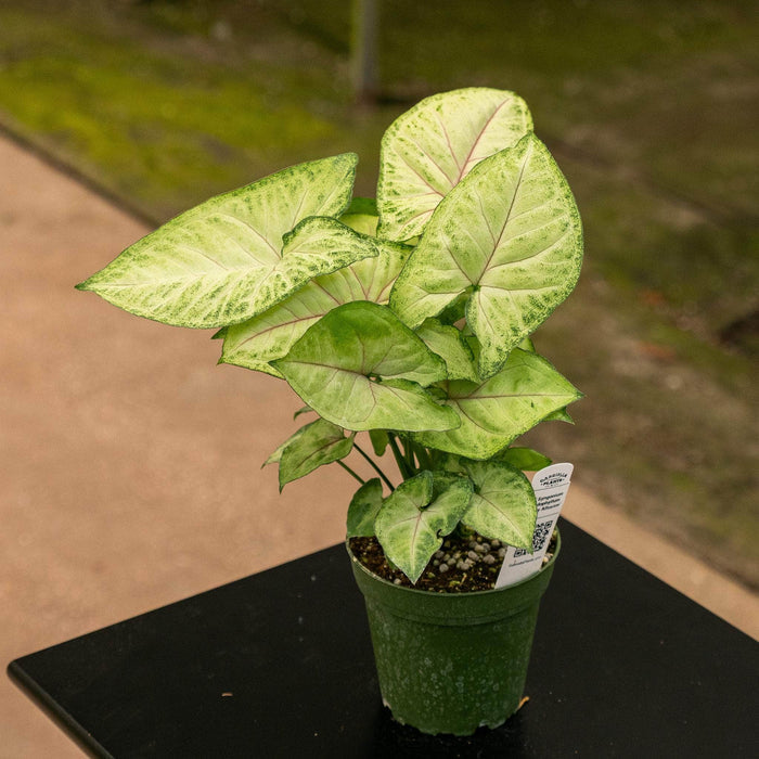 Gabriella Plants Syngonium 4" Syngonium podophyllum 'Berry Allusion'
